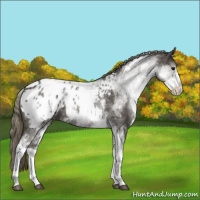 Horse Color:White Spotted Smoky Blue Roan Appaloosa 