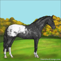 Horse Color:Blue Roan Appaloosa 