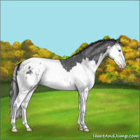Horse Color:Blue Roan Splash Snowflake Varnish