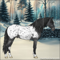 Horse Color:Blue Roan Appaloosa 