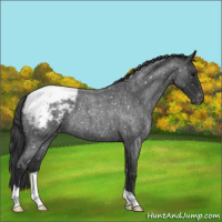 Horse Color:Blue Roan Snowcap 