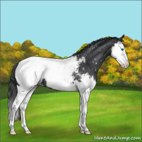 Horse Color:Blue Roan Splash Snowcap 