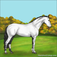 Horse Color:Blue Roan Near Fewspot 