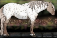 Horse Color:Silver Grullo Appaloosa 