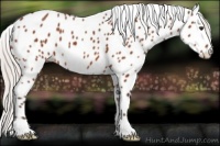 Horse Color:Silver Brown Appaloosa 