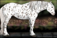 Horse Color:Silver Grullo Near Leopard 