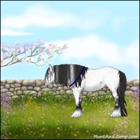 Horse Color:Brown Dun Appaloosa 