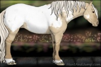 Horse Color:Silver Smoky Grullo Appaloosa