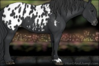 Horse Color:Black Appaloosa