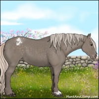 Horse Color:Silver Grullo Appaloosa 