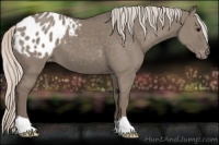 Horse Color:Silver Grullo Appaloosa 