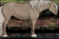 Horse Color:Silver Grullo 