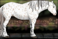 Horse Color:Bay Dun Appaloosa