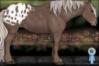 Horse Color:Silver Black Appaloosa 