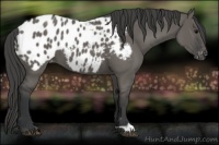 Horse Color:Grullo Appaloosa 