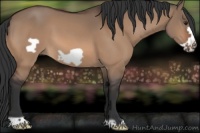 Horse Color:Brown Dun Frame 