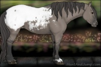 Horse Color:Grullo Appaloosa 