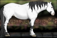 Horse Color:Black Frame Appaloosa 
