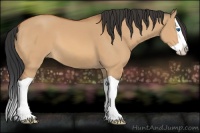 Horse Color:Bay Dun Splash 