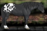 Horse Color:Black Appaloosa 