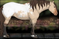 Horse Color:Bay Dun Appaloosa 