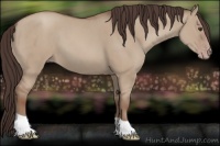 Horse Color:Classic Champagne Dun 