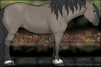 Horse Color:Grullo 