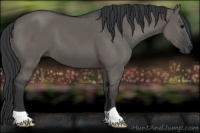 Horse Color:Grullo 