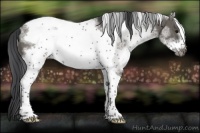 Horse Color:White Spotted Grullo Tobiano Frame 