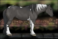 Horse Color:Black Tobiano 