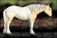 Horse Color:Palomino Sabino Tobiano Appaloosa 