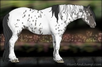 Horse Color:Black Tobiano Near Leopard 