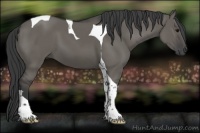 Horse Color:Grullo Tobiano 