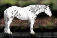 Horse Color:Grullo Roan Splash Tobiano Appaloosa 