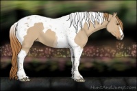 Horse Color:Red Dun Tobiano 