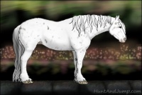 Horse Color:White Spotted Grullo Tobiano Appaloosa 