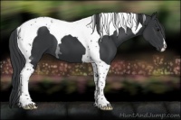 Horse Color:Black Tobiano 