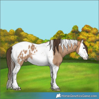 Horse Color:Bay Dun Splash Tobiano Appaloosa 