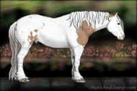Horse Color:Bay Dun Splash Tobiano Appaloosa