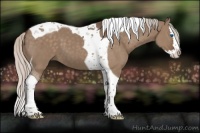 Horse Color:Silver Grullo Splash Tobiano 