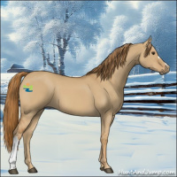 Horse Color:Red Dun 