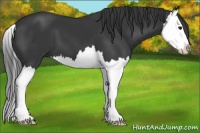 Horse Color:Black Splash