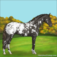 Horse Color:White Spotted Smoky Black Appaloosa 