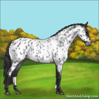 Horse Color:Blue Roan Appaloosa 