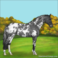 Horse Color:White Spotted Blue Roan Appaloosa 