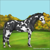 Horse Color:Black Splash Tobiano 