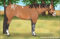 Horse Color:Bay Splash Tobiano Blanket  and Bay Splash Tobiano 