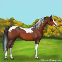 Horse Color:Brown Roan Splash Tobiano
