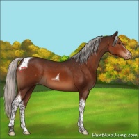 Horse Color:Silver Brown Tobiano Appaloosa