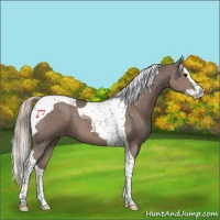 Horse Color:Silver Black Splash Tobiano Varnish